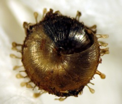 Kokopapa unispathulata