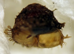 Kokopapa unispathulata