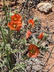 Calliopsis subalpina