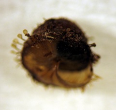 Kokopapa unispathulata