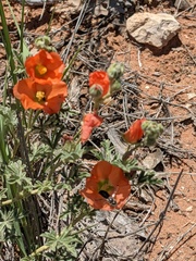 Calliopsis subalpina