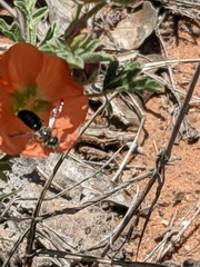 Calliopsis subalpina