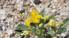 Cleomella obtusifolia