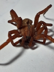 Gradungula sorenseni