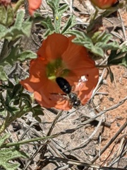 Calliopsis subalpina