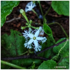 Trichosanthes cucumerina