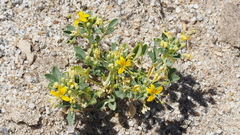 Cleomella obtusifolia