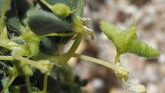 Cleomella obtusifolia