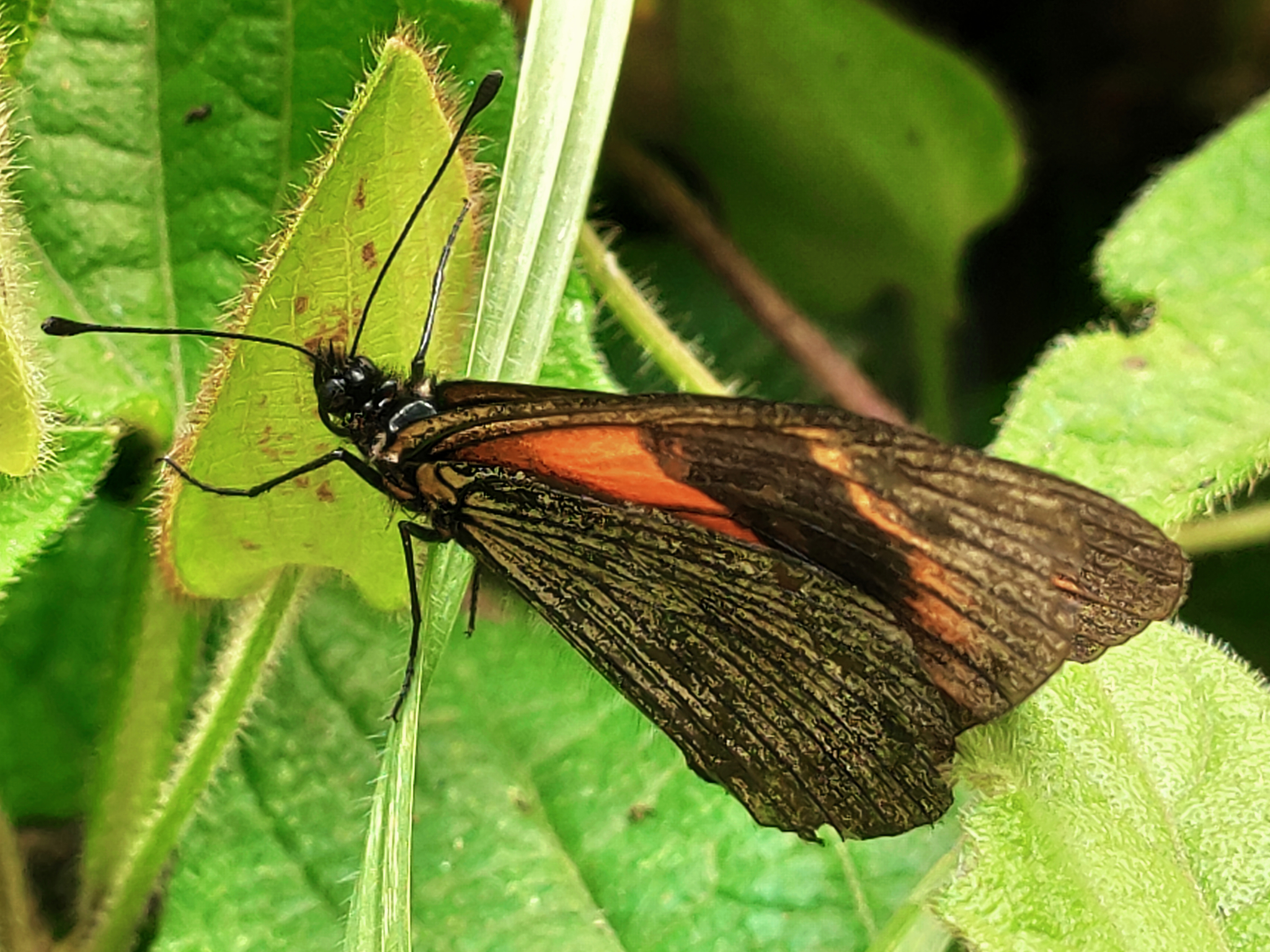 Acraea image