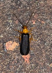 Podabrus fayi