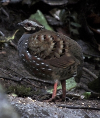 Arborophila rufogularis