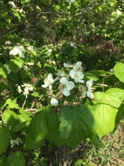 Crataegus coccinioides