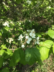 Crataegus coccinioides