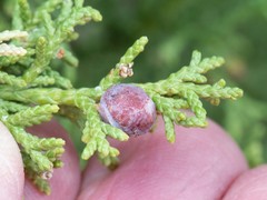 Juniperus arizonica