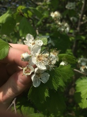 Crataegus coccinioides