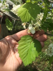 Crataegus coccinioides
