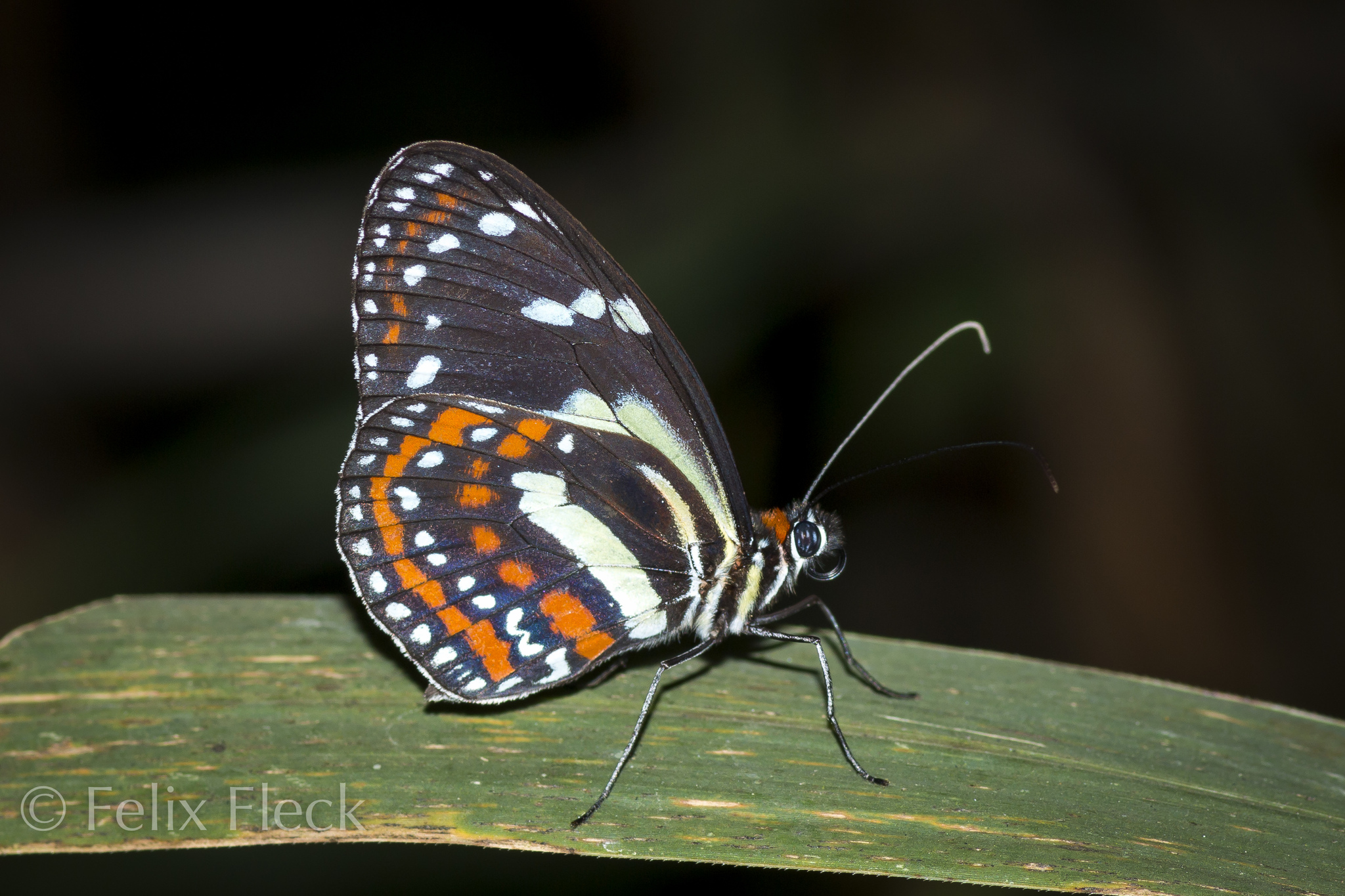 Elzunia pavonii image