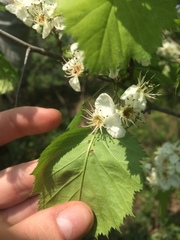Crataegus coccinioides