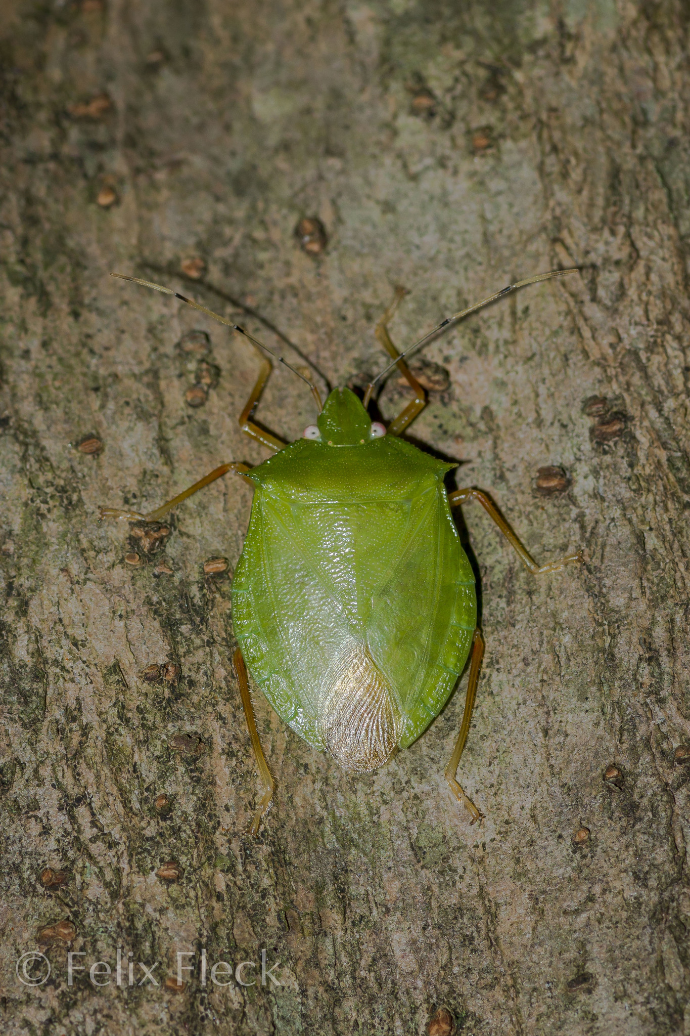 Chlorocoris image