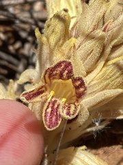 Aphyllon parishii parishii