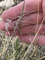 Hesperostipa comata