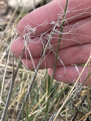 Hesperostipa comata