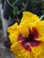 Hibiscus