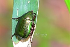 Anomala russiventris