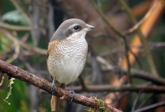 Lanius collurioides
