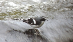 Enicurus schistaceus