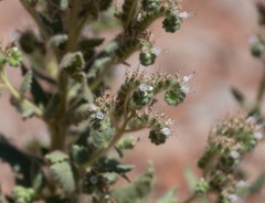 Phacelia palmeri