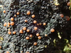 Fuscopannaria pacifica