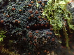 Fuscopannaria pacifica