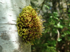 Ulota obtusiuscula