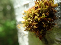 Ulota obtusiuscula