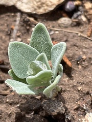 Chenopodium incanum