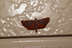 Hypsopygia pelasgalis