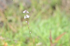 Nuttallanthus canadensis