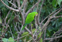 Psittacara chloropterus