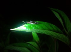 Camponotus mirabilis