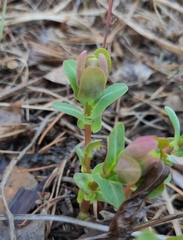 Euphorbia jenisseiensis