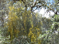 Phoradendron velutinum