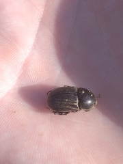 Euetheola