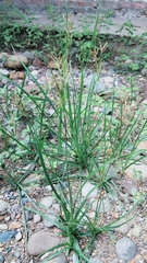 Cyperus rotundus rotundus