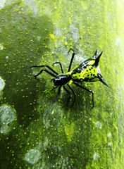 Micrathena vigorsi