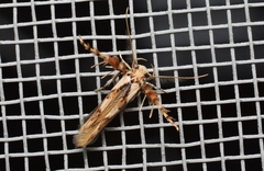 Stathmopoda stimulata