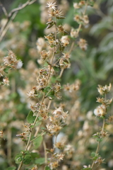 Brickellia secundiflora