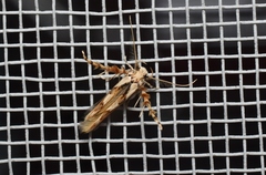 Stathmopoda stimulata