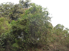 Callicarpa tomentosa