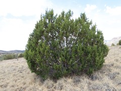 Juniperus arizonica